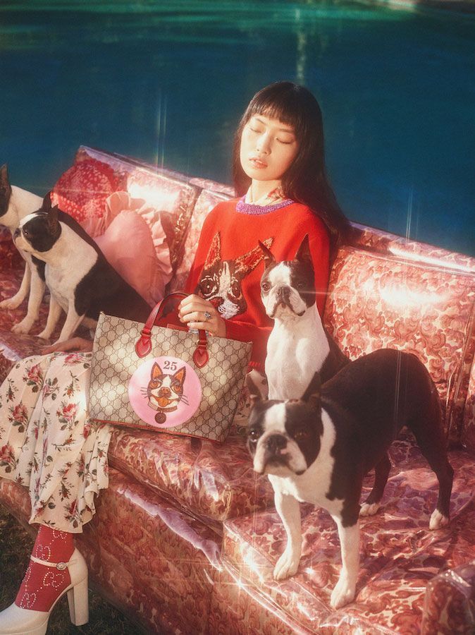 Gucci Pet Collection Campaign Dog Cat Photos