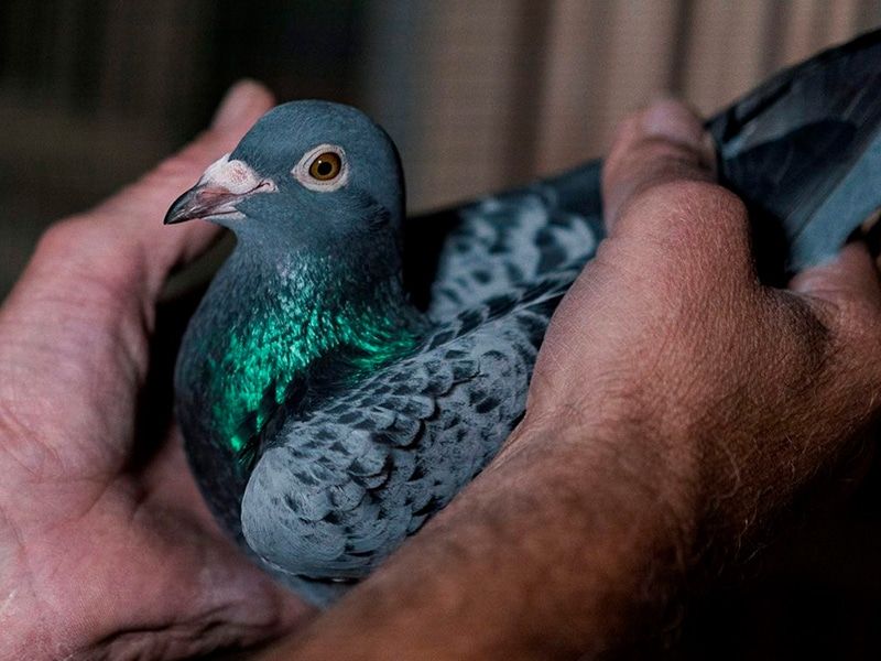 A carrier pigeon auctioned for 1.6 million euros