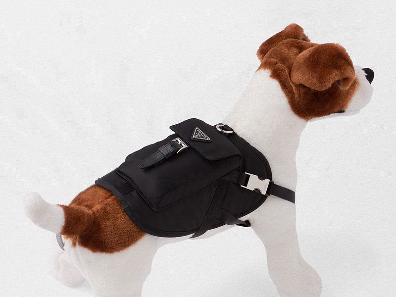 Guinness Ga wandelen onwettig Prada adds pet designs to its offering - HIGHXTAR.