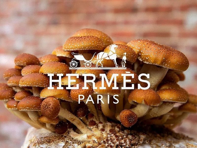 Hermès idea una nueva piel orgánica hecha de reishi