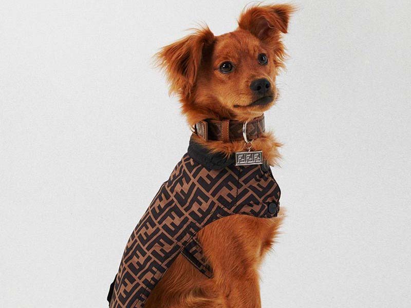 Fendi designs a collection for pets
