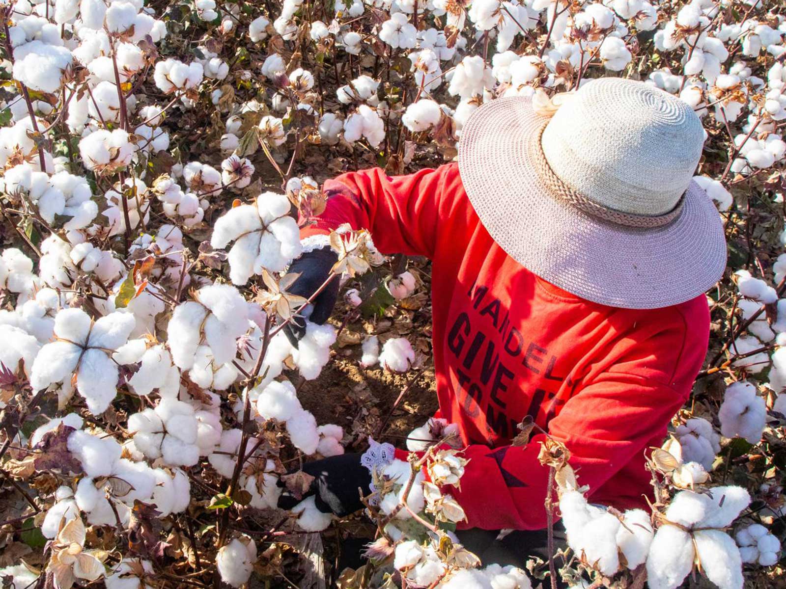 PCR tests arrive to trace cotton in garments