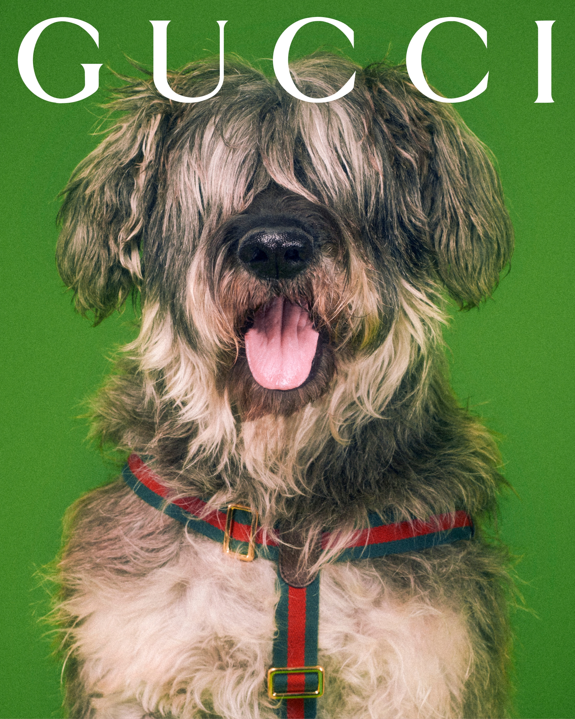 All about Gucci Pet, Gucci's selection of items for dogs and cats