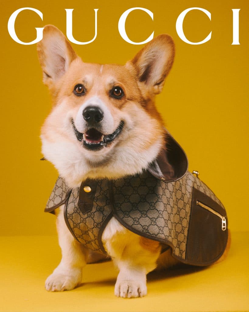 All about Gucci Pet, Gucci's selection of items for dogs and cats -  HIGHXTAR.