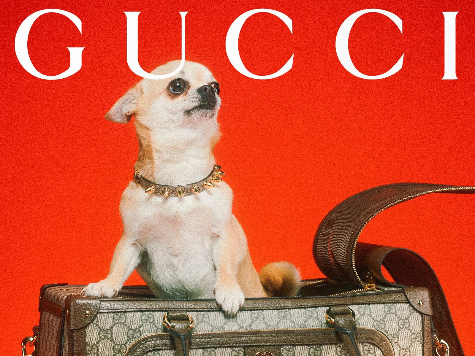All about Gucci Pet, Gucci’s selection of items for dogs and cats
