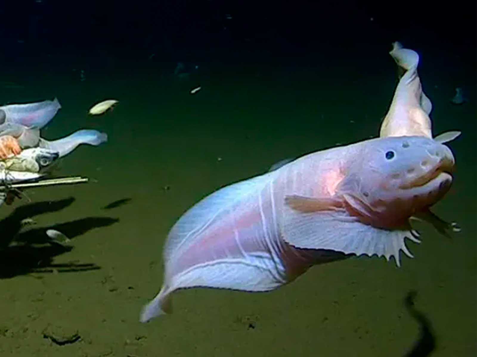 Investigadores descubren el pez que vive a más profundidad