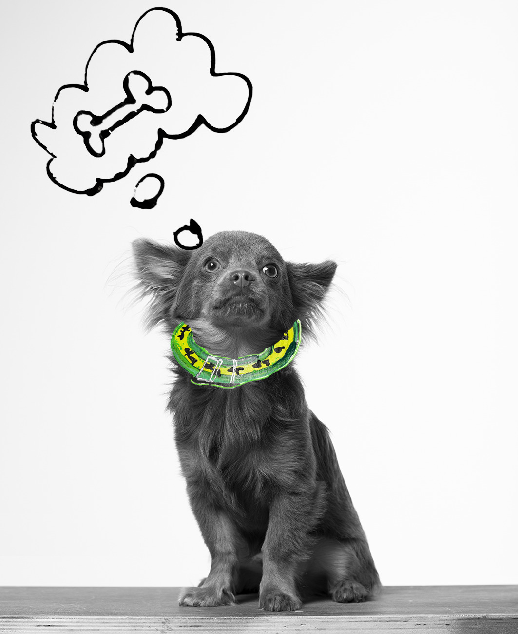 THE BIMBA DOG COLLECTION: The BIMBA Y LOLA dog accessory collection -  HIGHXTAR.