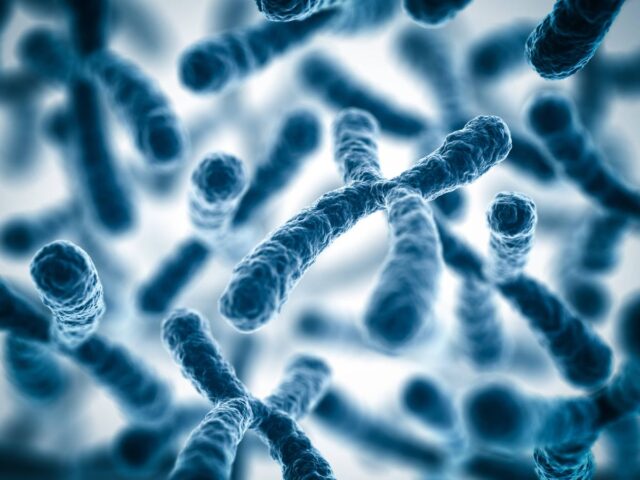The Y chromosome, linked to the male sex, is disappearing… now what?