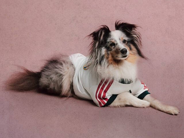 Tu mascota ya puede lucir la nueva equipación del Real Madrid